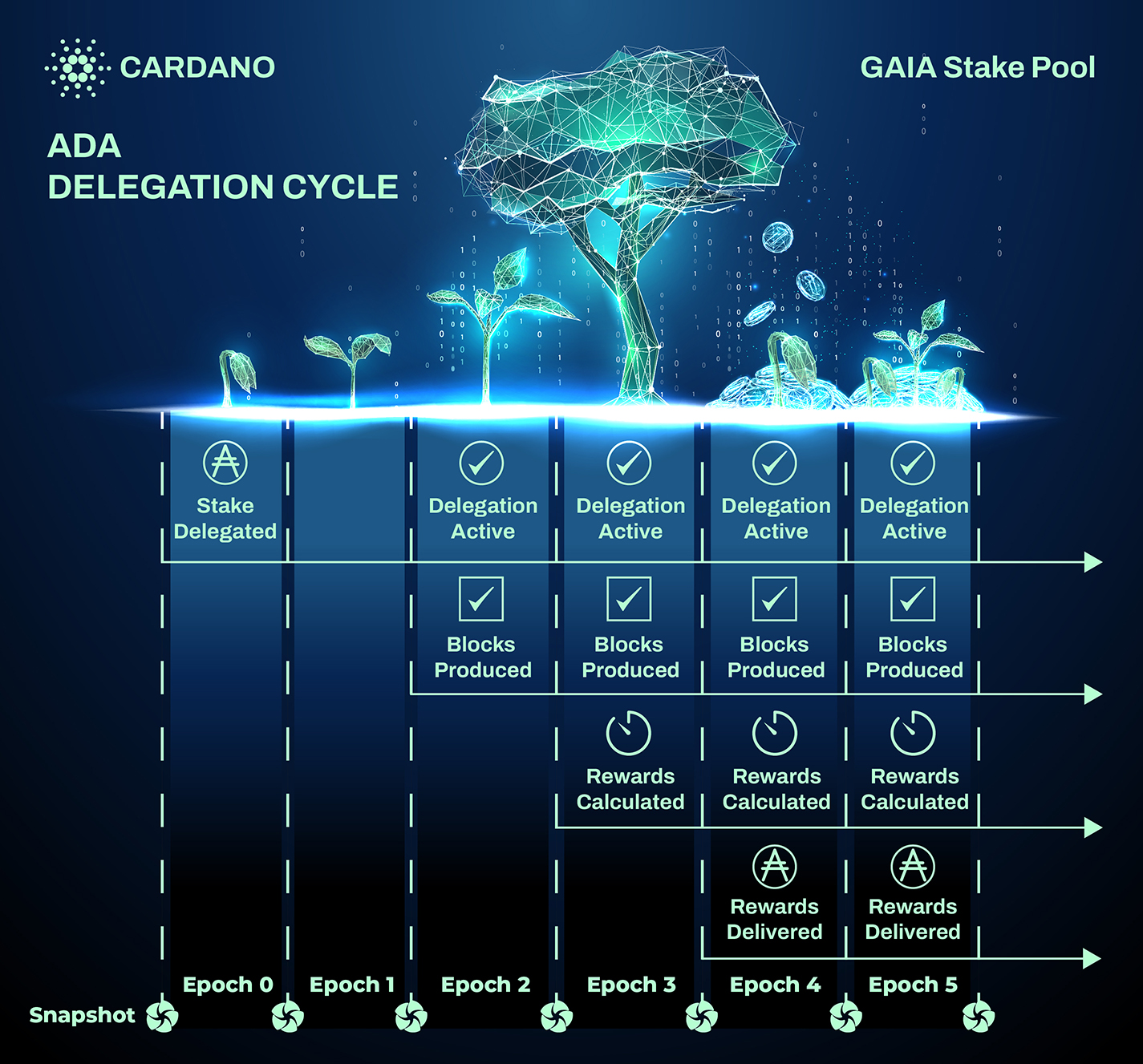 Cardano Delegation Cycle